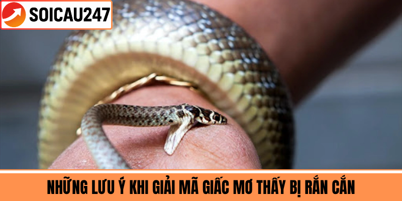 Những Lưu Ý Khi Giải Mã Giấc Mơ Thấy Bị Rắn Cắn