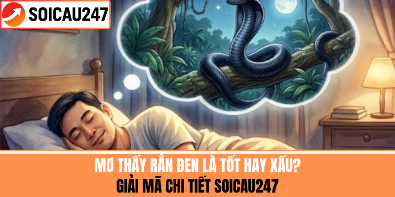 Mơ Thấy Rắn Đen Là Tốt Hay Xấu? Giải Mã Chi Tiết Soicau247